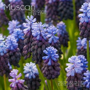 무스카리(Muscai )추식 구근 라티폴리움(1set-5구) 금강원예, 1세트