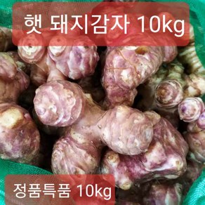 (산지특가) 돼지감자 햇 생돼지감자 10kg 정품 24년 수확, (23년수확)국내산 돼지감자 10kg (특대정품), 1박스