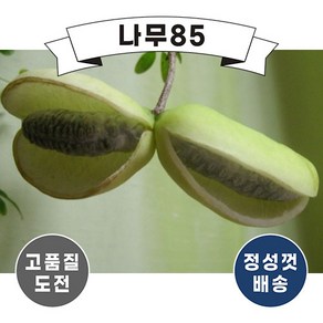 (나무85) 백화으름 포트