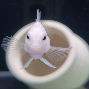 플레티늄 화이트 미니페럿 3cm ~ 5cm [5마리], 1개, 1L
