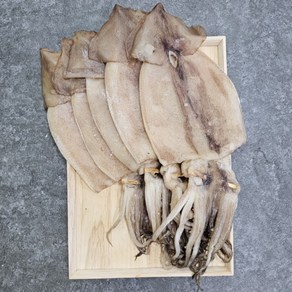 구룡포 해풍건조 피데기 반건조오징어, 1개, 1.7kg 내외, 대(10미)