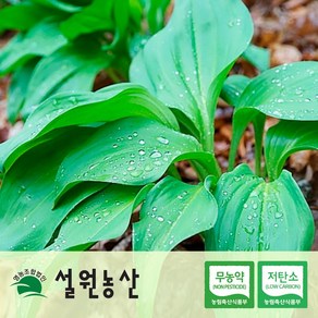 [친환경/저탄소/노지재배] 강원도 생 명이나물 대명이/잎명이/산마늘, 1개, 1_인제대명이(줄기+궁대), 1kg