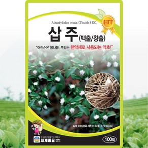 세계종묘 삽주 100립 종자 씨앗 백출 창출 한약재 약초 다년생, 1개
