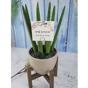 [개업/승진/집들이 전용] 우드스탠드화분 2종 택1, 2. 원형 화분, 베이지, 1개