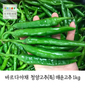 바르다야채 국내산 청양고추(특) 1kg (매운고추)(특품)