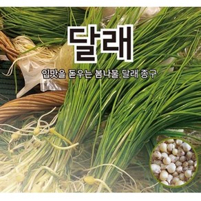 (달래종구씨앗) 봄철무침나물-달래(400g) S2488, 1개