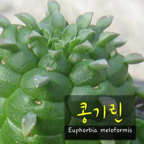 공기린 (귀청옥 만청옥 콩기린) 지름 9cm 소품 다육화분, 3개