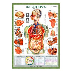 [대해] 한글 인체 내부기관차트(천타입) - 인체해부도, L사이즈 110cm x 153cm, 1개