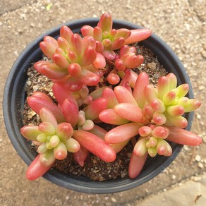 [수암다육] 오로라 랜덤발송 Sedum ubotinctum 'Auoa' 랜덤발송 다육 다육이 다육식물 321, 1개