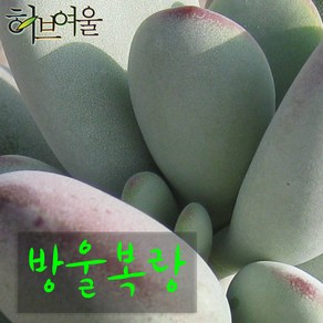 [허브여울다육] 방울복랑 지름 9cm 소품 다육화분, 3개