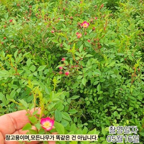 같이가치농원 미니장미 사계정원장미 (큐티파이) 개화주 화분묘, 1개