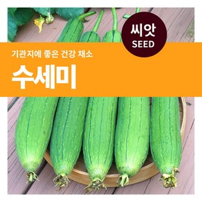 마이플랜트 미니 해바라기 씨앗 10립(2g), 1개