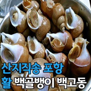 산지직송 포항 활 백골뱅이 1kg 소 중 대