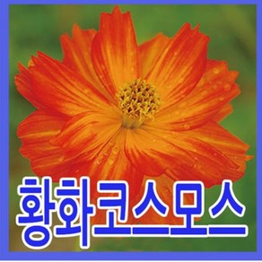 지엘파크 황화코스모스씨앗 1kg 약40평 야생화 개화기7~10월, 1개