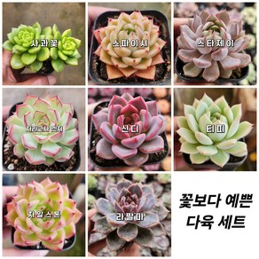 [찐다육] 꽃보다 예쁜 다육식물, [ 0번-선택 ] - 8개 세트, 1개