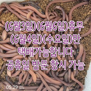 말지렁이 50마리(메기 장어.붕어)낚시용 미끼