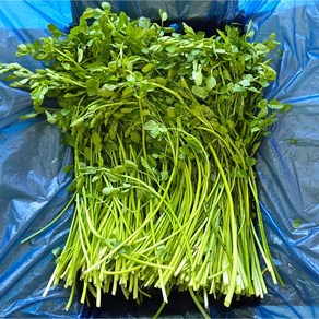 맛통령 국내산 미나리, 1개, 1kg