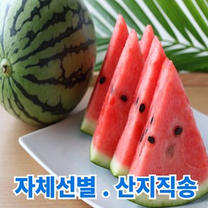 초특가 일등농수산 산지직송 함안 고당도 수박, 1개, 5kg 이상