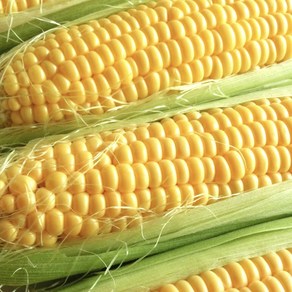 국내산 20bix 달콤한 햇 초당옥수수, 10개, 160g (중과)