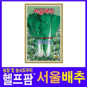 헬프팜 서울배추 6천립 배추씨 씨앗 종자 KS종묘, 1개