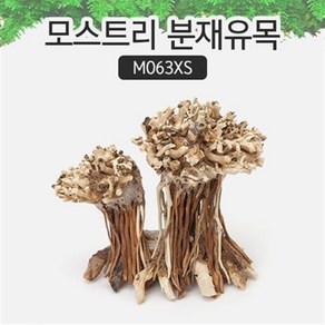 모스트리 분재유목(XS) M063XS, 1개