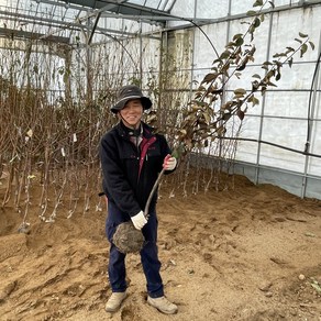 모과나무 대왕모과 분묘 결실주