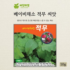 다농 베이비적무 씨앗 10g, 1개