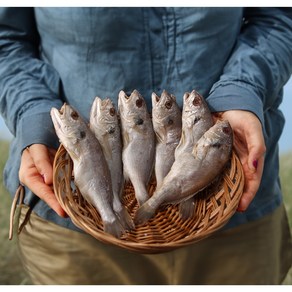 밥도둑이 따로 없는 부드럽고 고소한 프리미엄 백조기, 1개, 백조기 2.4kg(10미_특대)