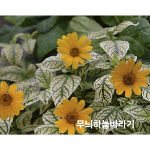 [비젼플라워] (야생화놀이터)--노지월동--베란다월동---헬리옵시스-무늬하늘바라기, 1개, 00