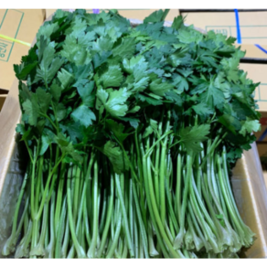 이탈리안파슬리 1kg 이태리파슬리 향나물 [원산지:국산], 1개