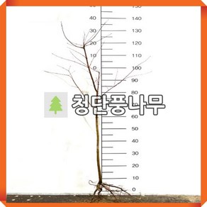 청단풍나무 묘목 키150cm내외 4주묶음