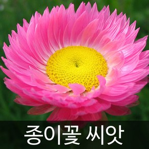 종이꽃 씨앗 로단세 꽃씨 밀짚꽃 씨앗 꽃씨앗 300알