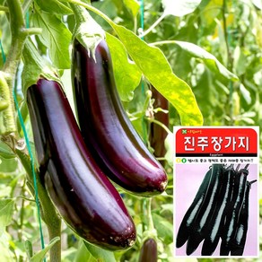 진주장가지 씨앗 (100립), 1개