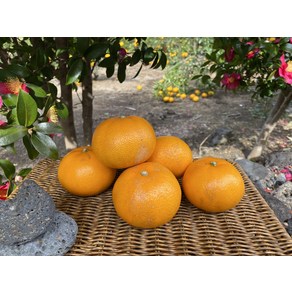 제주 천혜향 고당도 가정용 선물 2kg 3kg 5kg 10kg, 1개