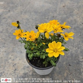 플러브 비덴스 바이덴스, 1개