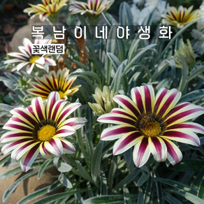 은엽가자니아 프로스티키스 mix [4개 복남이네야생화 모종 gazania], 4개