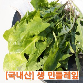 [국내산]생 민들레잎 신선함 입맛돋구는나물 봄제철 풍성한식탁 겉절이 앉은뱅이 효능, 1개, 200g