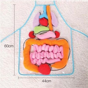 사이언쌤 인체기관모형 앞치마, 1개