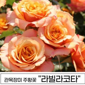 장미나무 3년생 1-2지 독일장미 사계장미 땅장미 정원장미, 1개, 라빌라코타