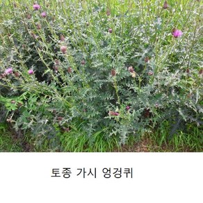 (원진약초농원) 생 엉겅퀴 전초 1kg/생 엉겅퀴 생초