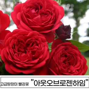 장미나무 3년생 1-2지 독일장미 사계장미 땅장미 정원장미, 1개, 아웃오브로젠하임