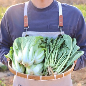 열무 얼갈이 배추 1.5kg 3kg 산지직송 당일배송, 1개, 열무 3kg