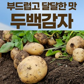 강원도 직배송 부드럽고 포슬포슬 특등급 두백감자 햇감자 큐어링 숙성과정 정성스러운 포장, 1박스, 두백감자 (대) / 5kg