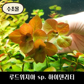 [수초몰] 루드위지아 sp. 하이덴리티 키우기 쉬운 수초