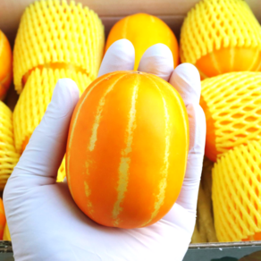 [당도선별] 농협 프리미엄 고당도 성주 꿀 참외, 특품 로얄과 3KG(9~14과), 1박스