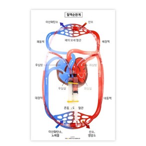 5인 주사기 심장 튜브관 혈액순환계 인체모형 만들기 기자재 좌심실 폐동맥 동맥 보건용 혈관 교재 교구