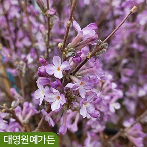 [차량/착불] 팥꽃나무 특수목 개화주 봄꽃 정원수 꽃나무