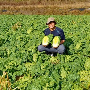 강원도 고랭지절임배추 20kg(지정일 예약배송) 절임배추20kg 해올찬 절임배추