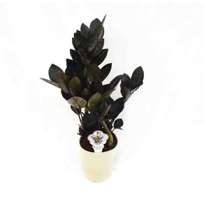 블랙금전수 Zamioculcas zamiifolia 'black' 인테리어 플랜테리어 공기정화식물 서비내 무호화훼, 1개