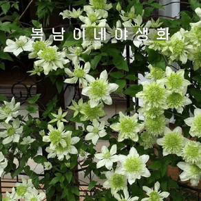 clematis 알바플레나 [1포트 복남이네야생화 모종 으아리 클레마티스]